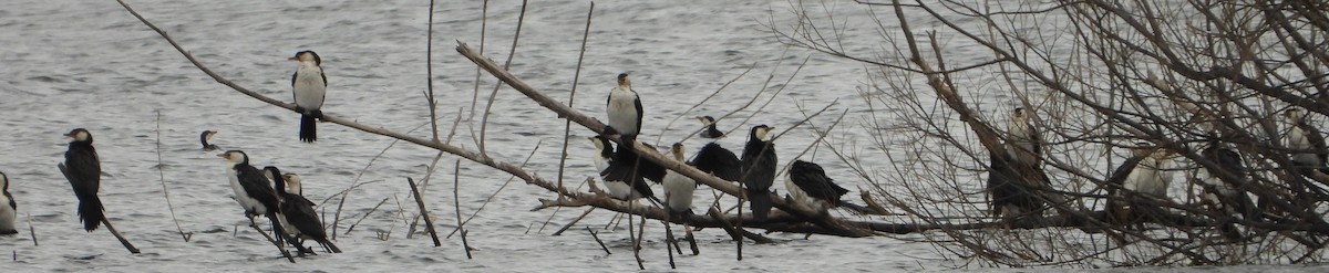 Little Pied Cormorant - ML581725221