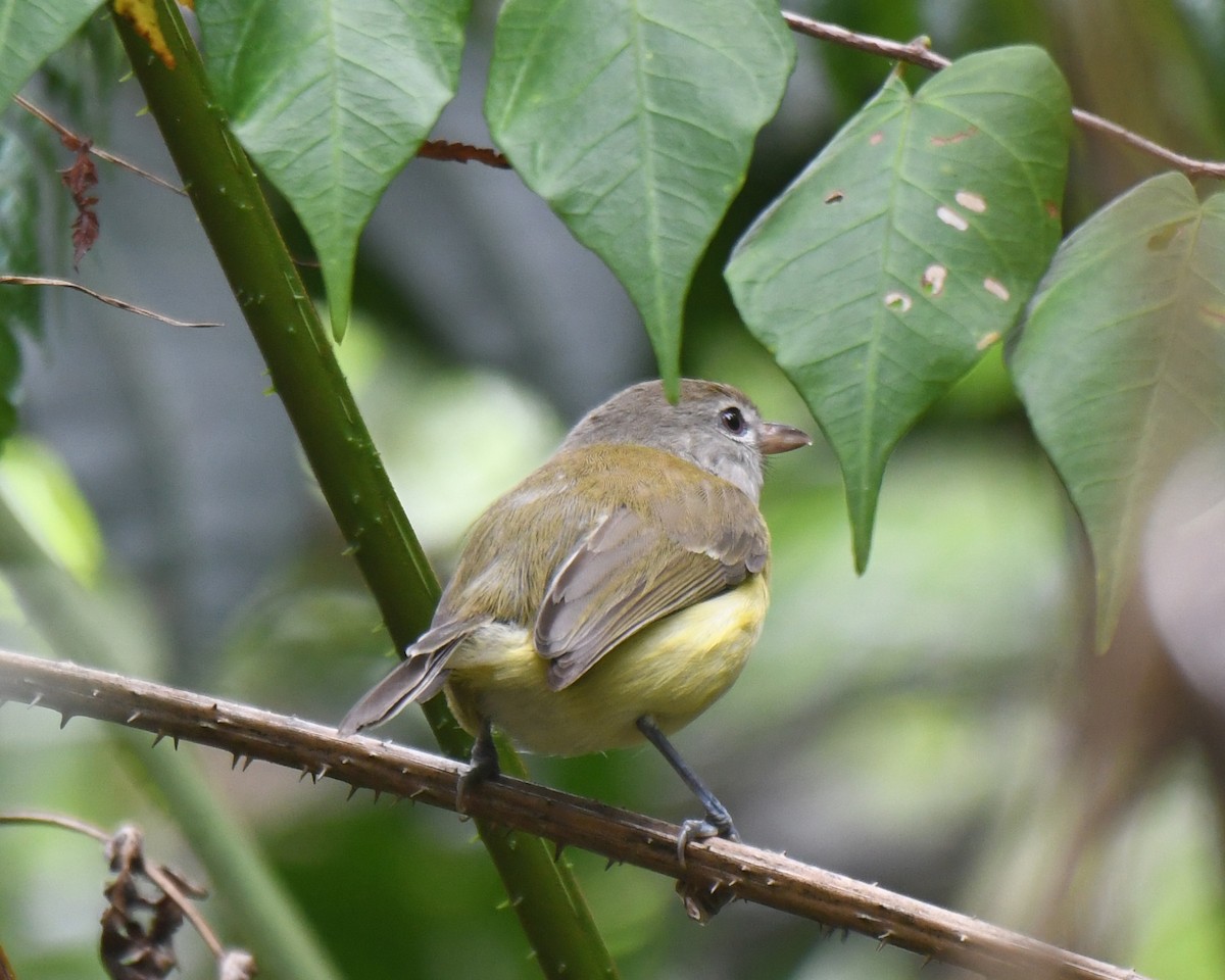 Puerto Rican Vireo - ML581725961