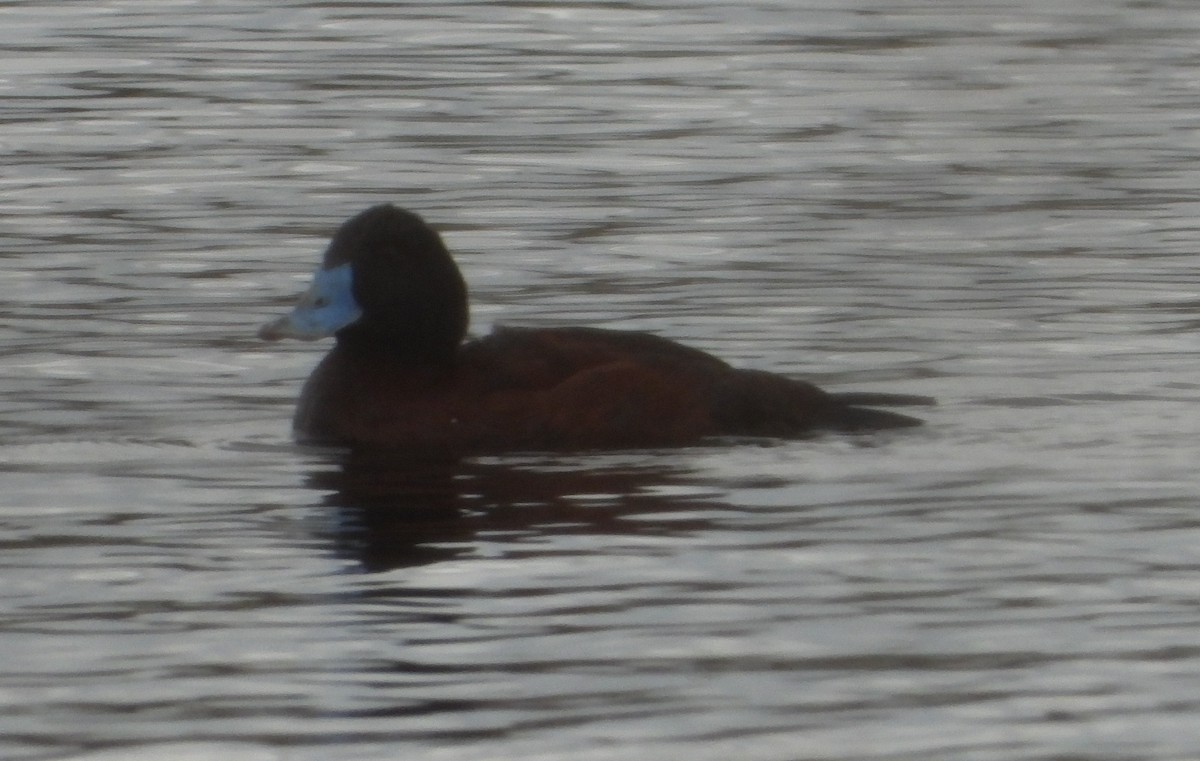 Blue-billed Duck - ML581726011