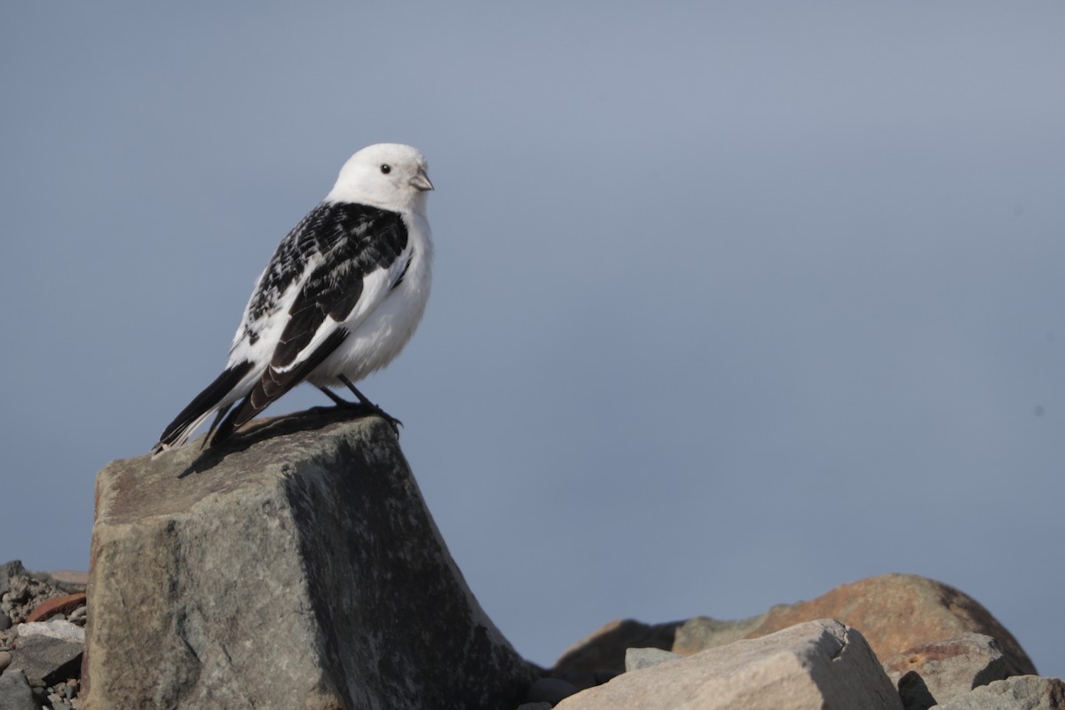 Snow Bunting - ML581726031