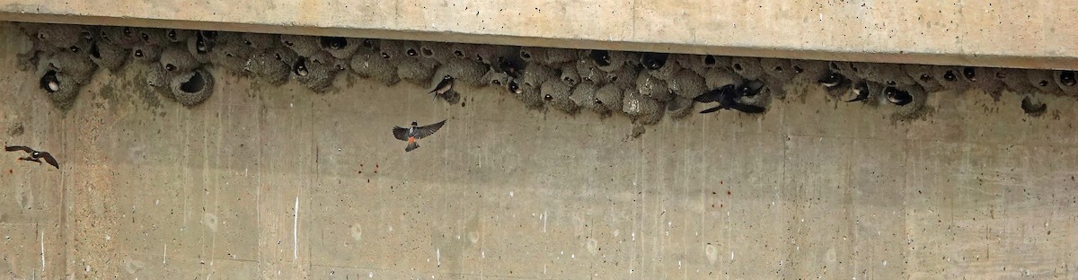 Cliff Swallow - ML581726301