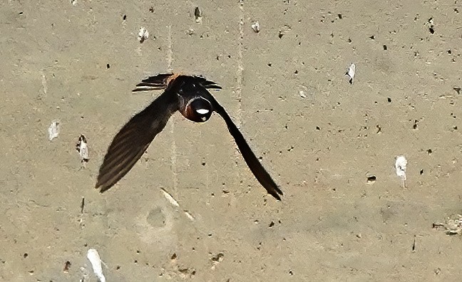 Cliff Swallow - ML581726321