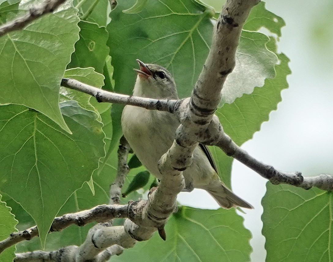 Tennessee Warbler - Noreen Rudd