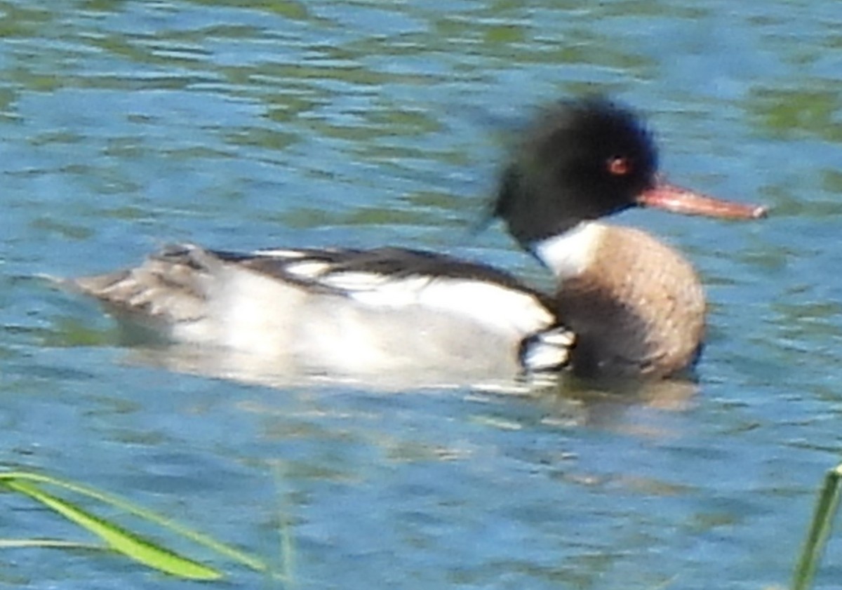 Red-breasted Merganser - Rick Bennett