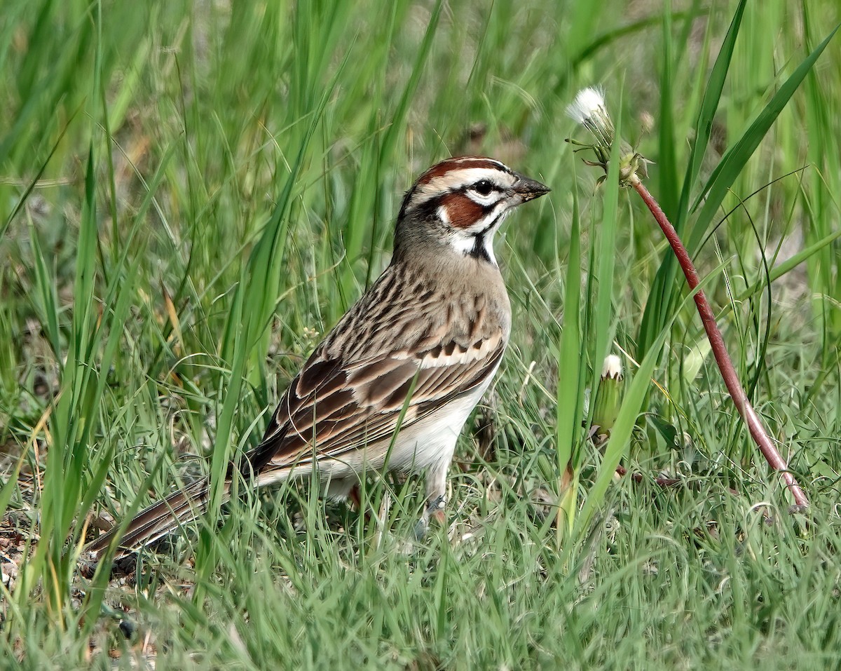 Lark Sparrow - ML581726831