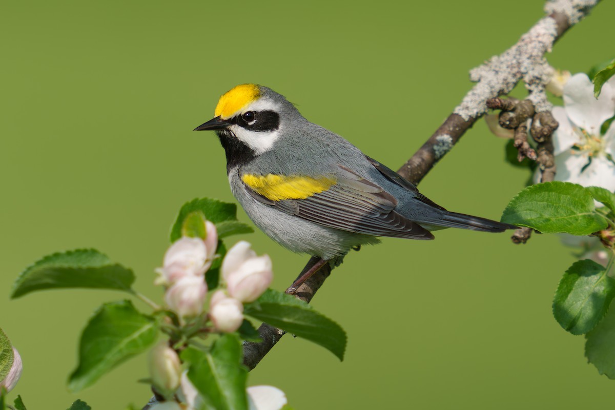 Golden-winged Warbler - ML581727241