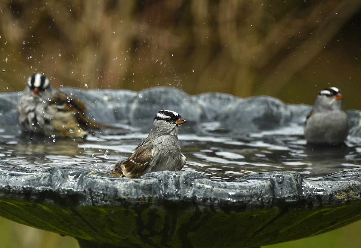 White-crowned Sparrow - Raymond Ladurantaye