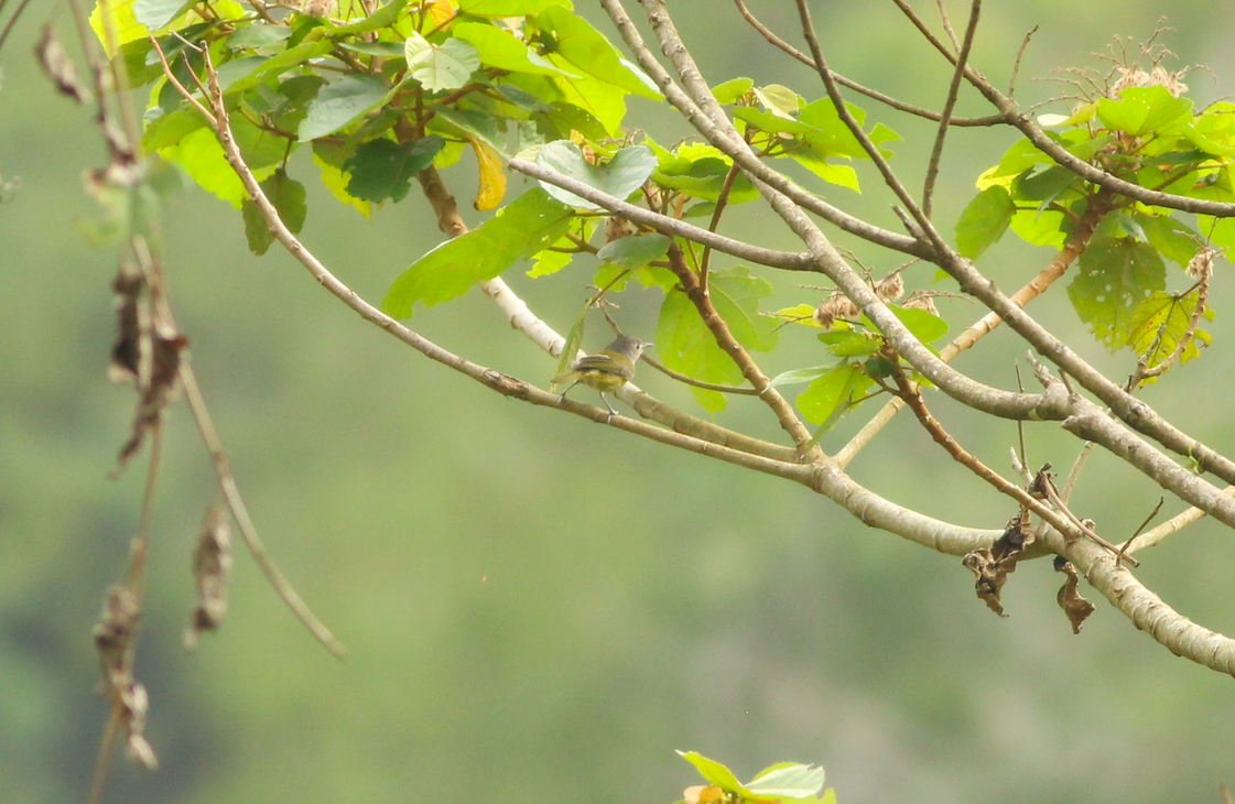 Lesser Greenlet - Sergio Gómez Villaverde