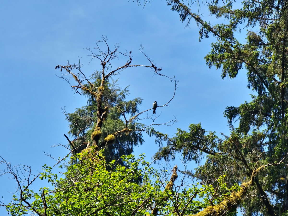 Canada Jay - ML581728671