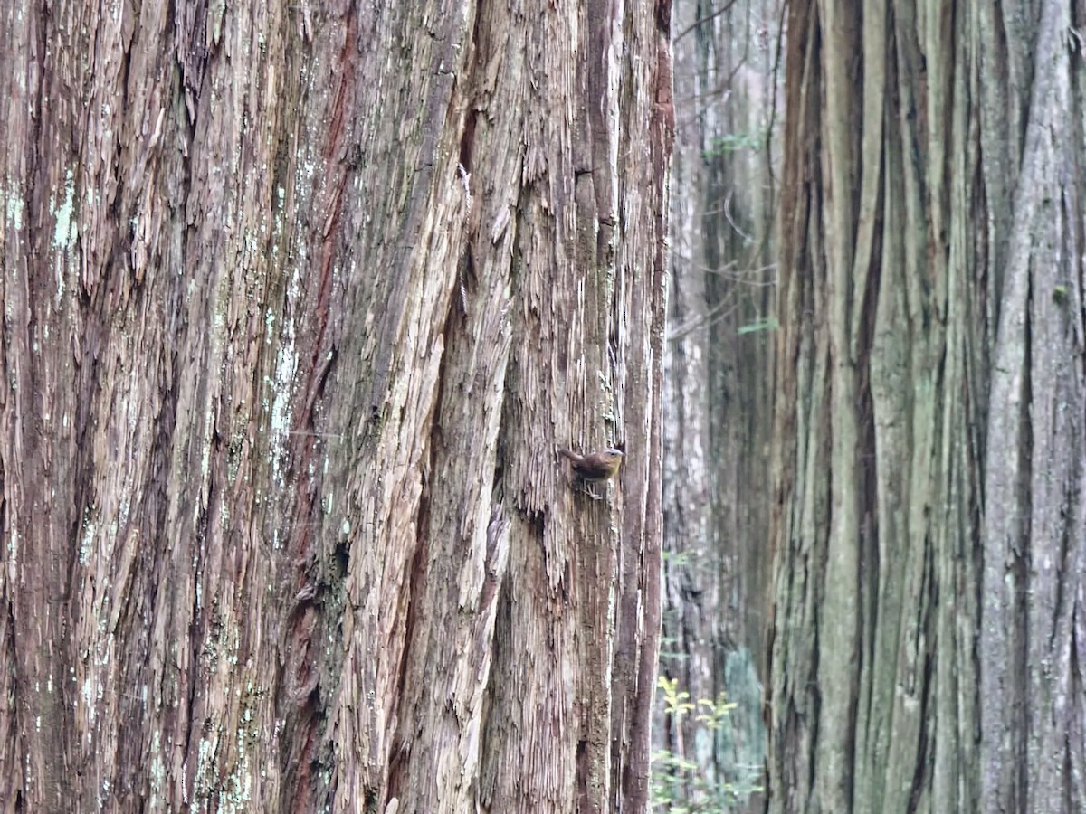 Pacific Wren - ML581728741