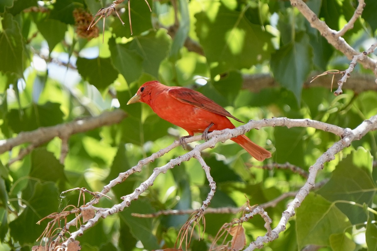 Summer Tanager - Kenny Frisch