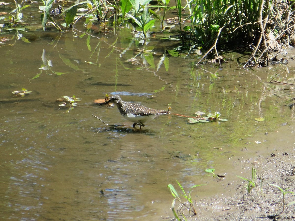 Solitary Sandpiper - ML58172971