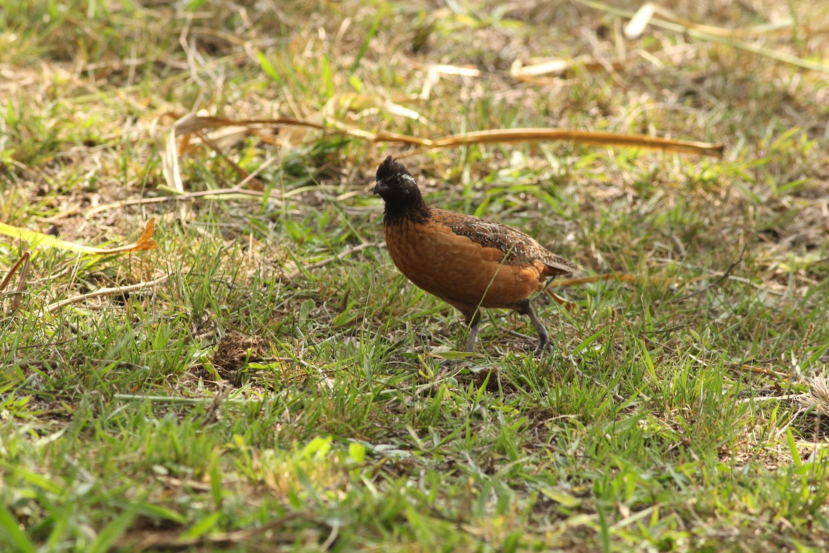 Northern Bobwhite - ML581729821