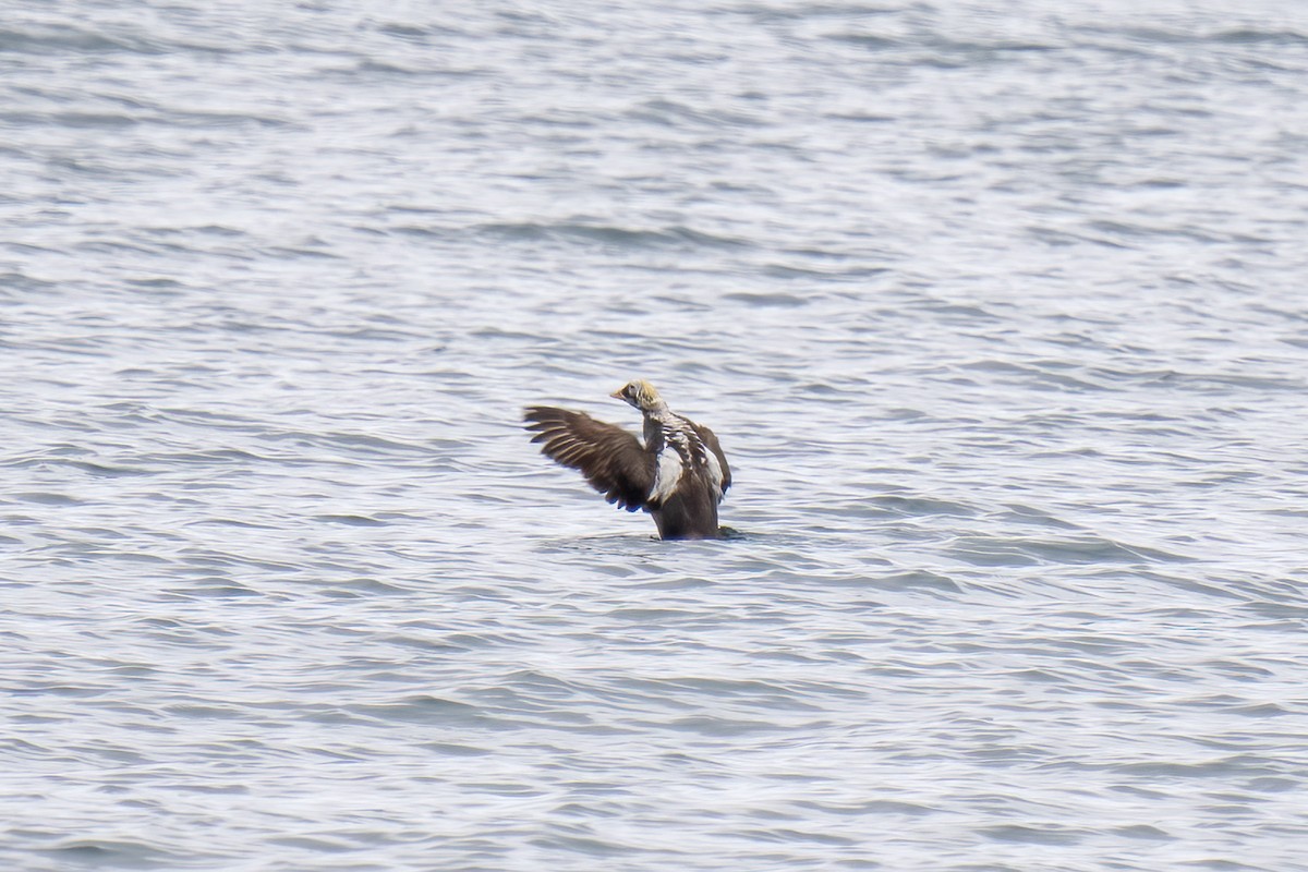 Spectacled Eider - Paul Beerman