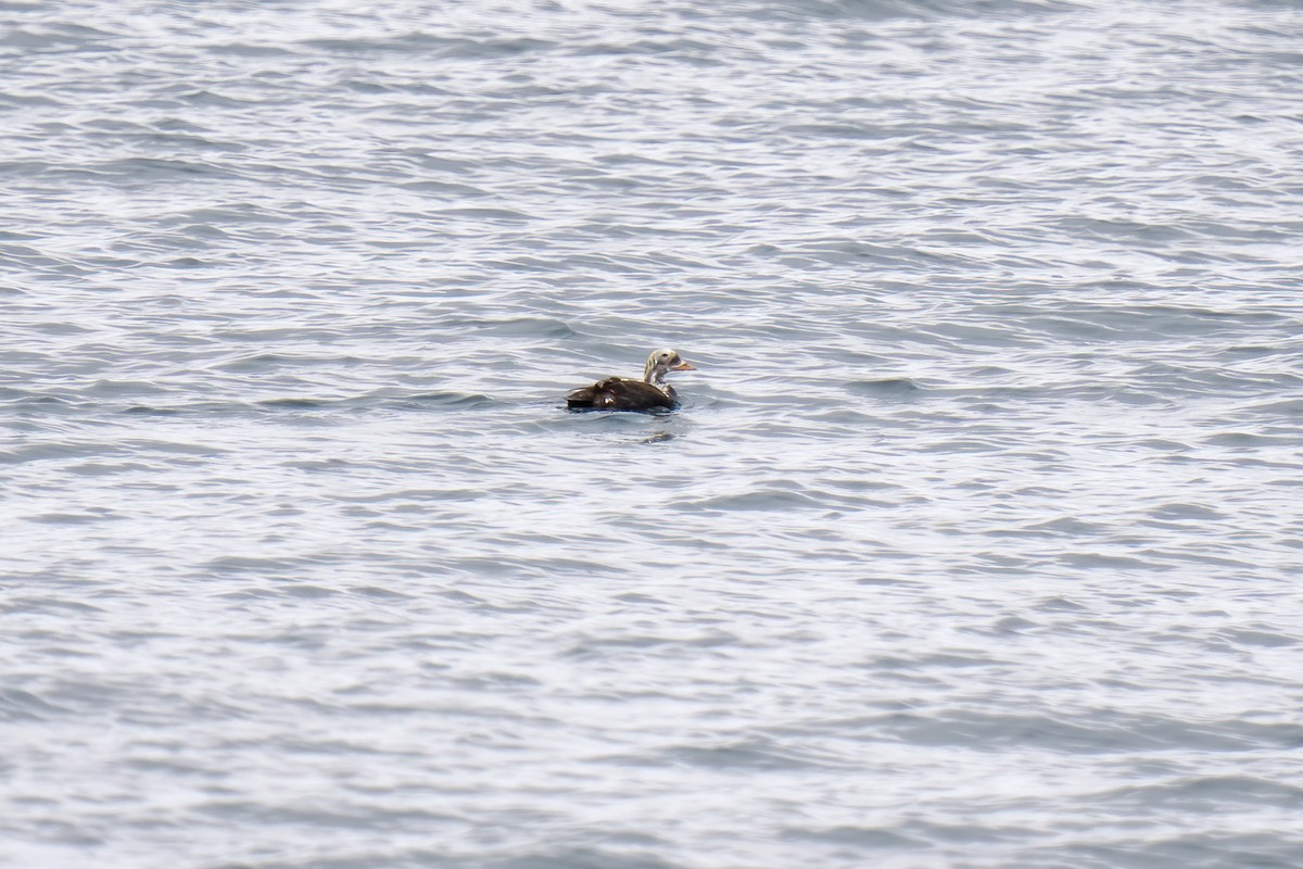 Spectacled Eider - ML581730241