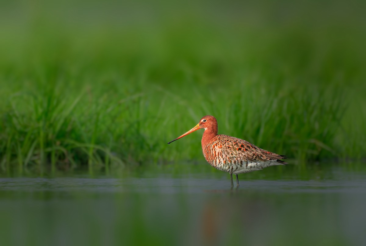 Black-tailed Godwit - ML581730531