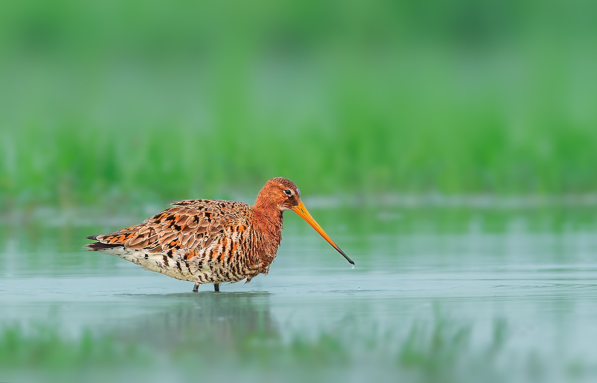 Black-tailed Godwit - ML581730541