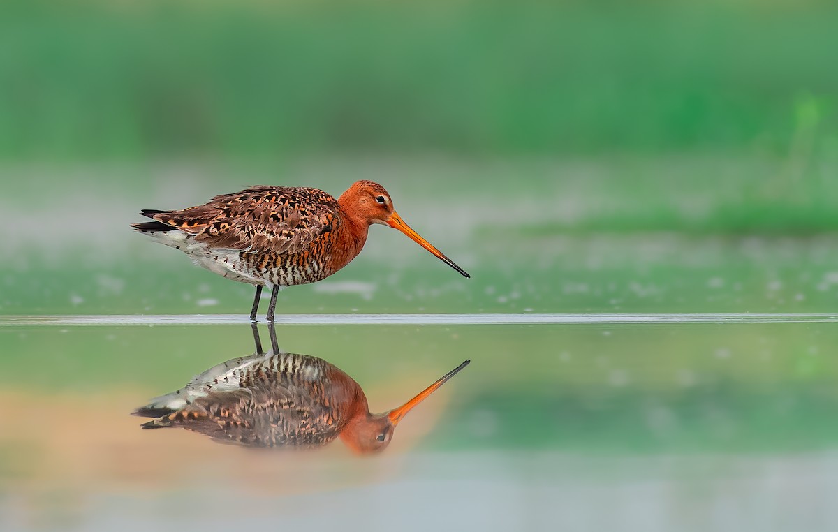 Black-tailed Godwit - ML581730551