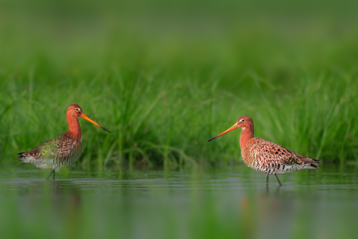 Black-tailed Godwit - ML581730571