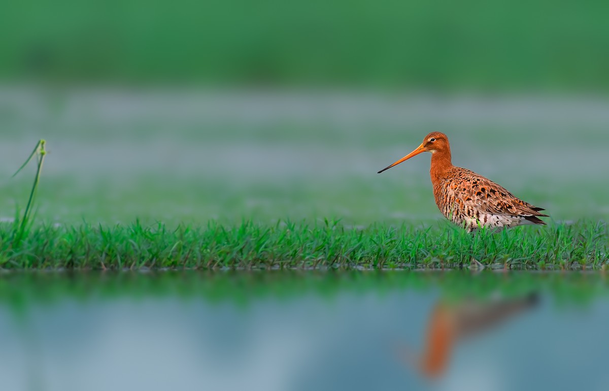 Black-tailed Godwit - ML581730581