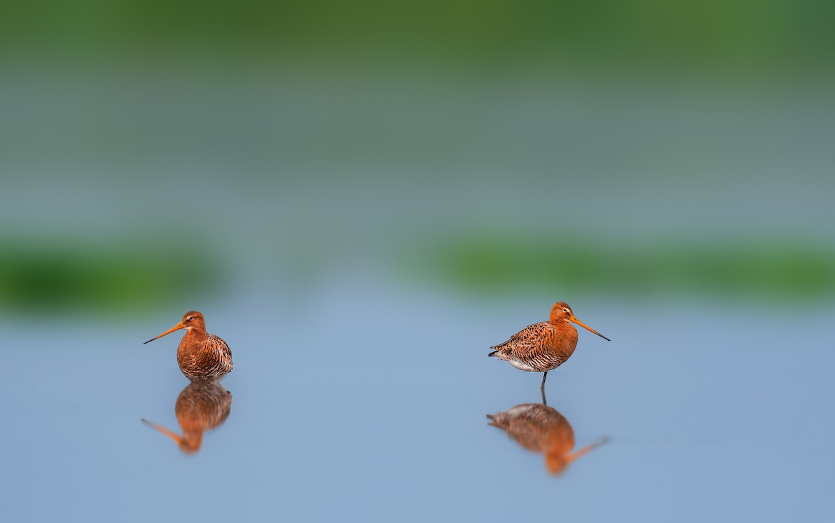 Black-tailed Godwit - ML581730601