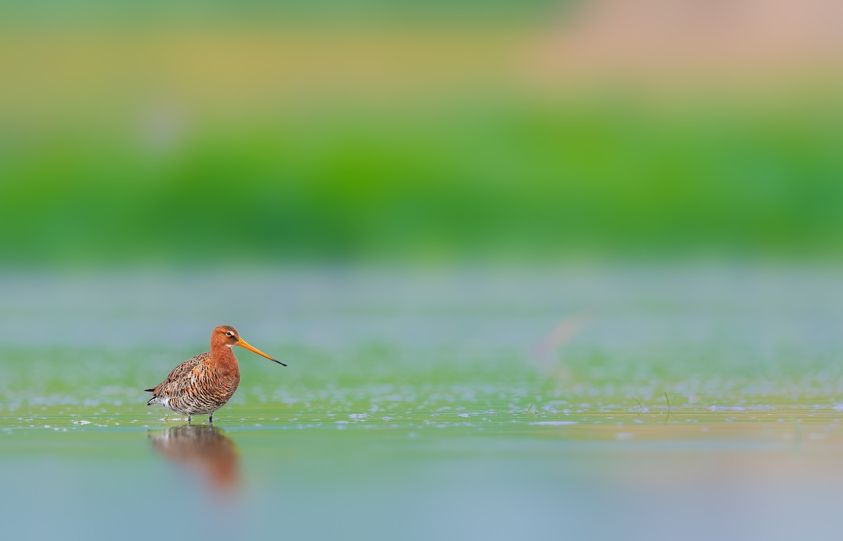 Black-tailed Godwit - ML581730621