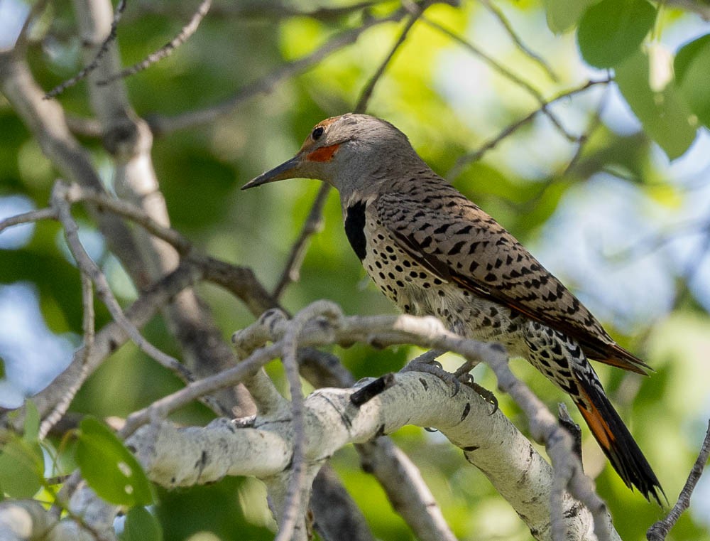 Northern Flicker - ML581731461