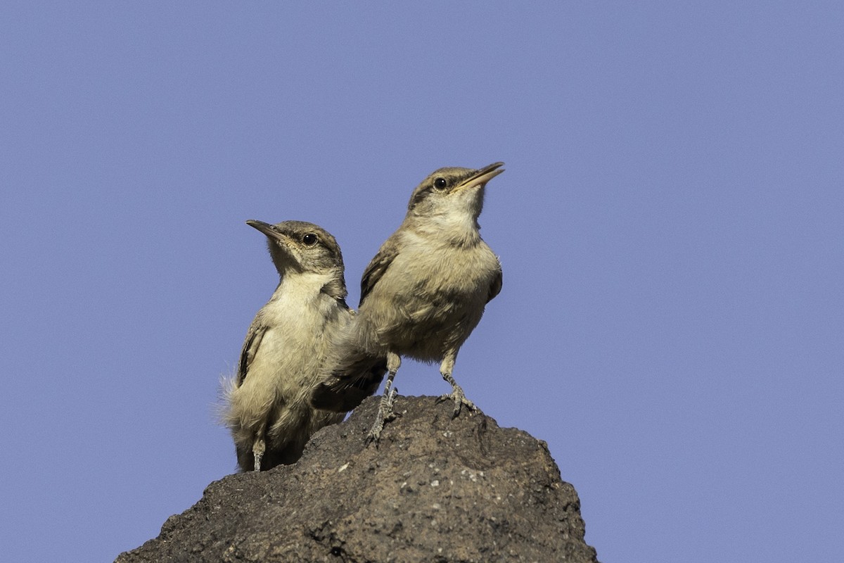 Rock Wren - ML581732351