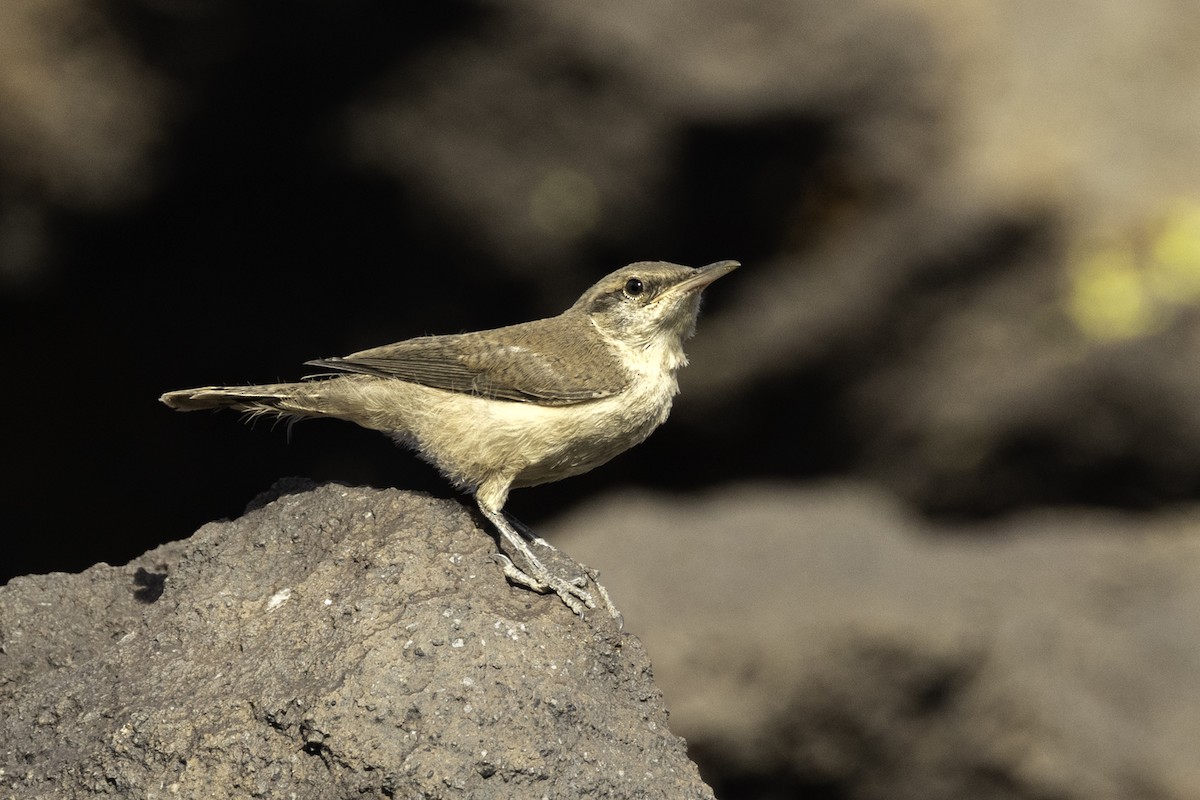 Rock Wren - ML581732361