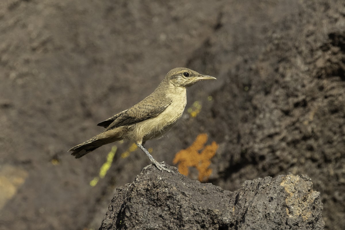 Rock Wren - ML581732371