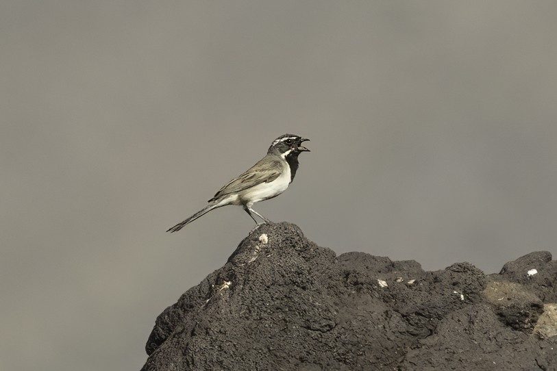 Black-throated Sparrow - ML581732391