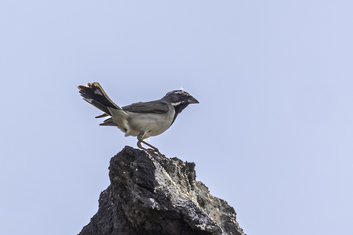Black-throated Sparrow - ML581732401