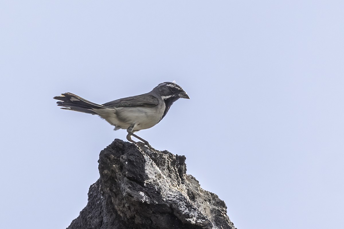 Black-throated Sparrow - ML581732411