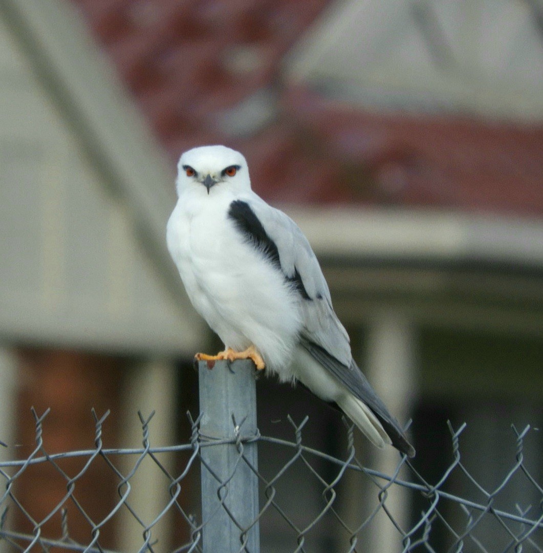 Black-shouldered Kite - ML581732791