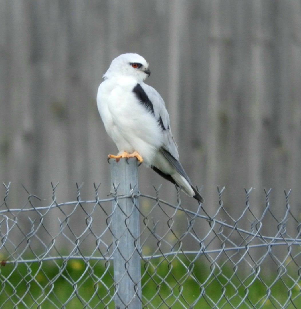 Black-shouldered Kite - ML581732801