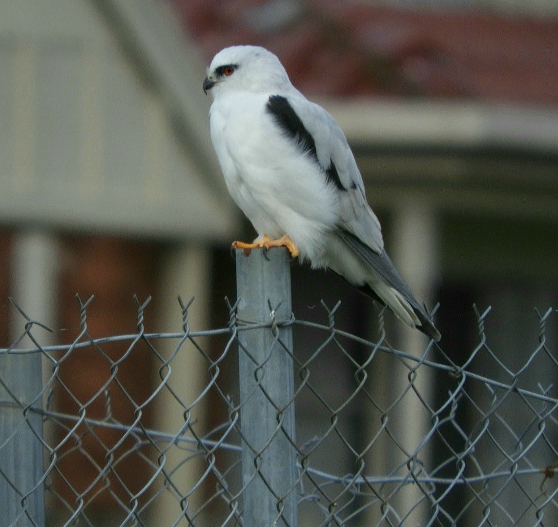Black-shouldered Kite - ML581732811