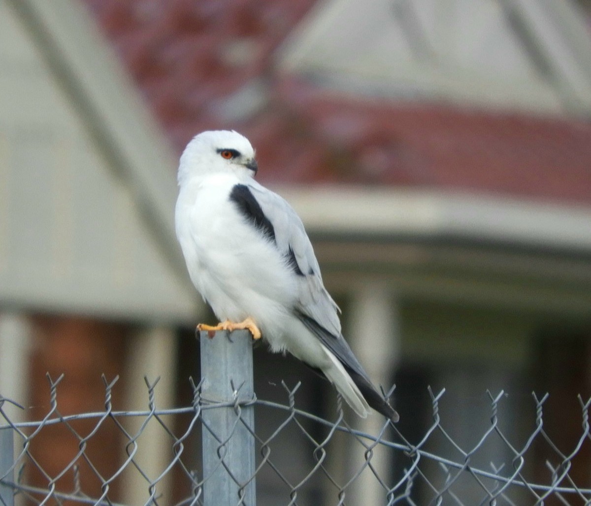 Black-shouldered Kite - ML581732831