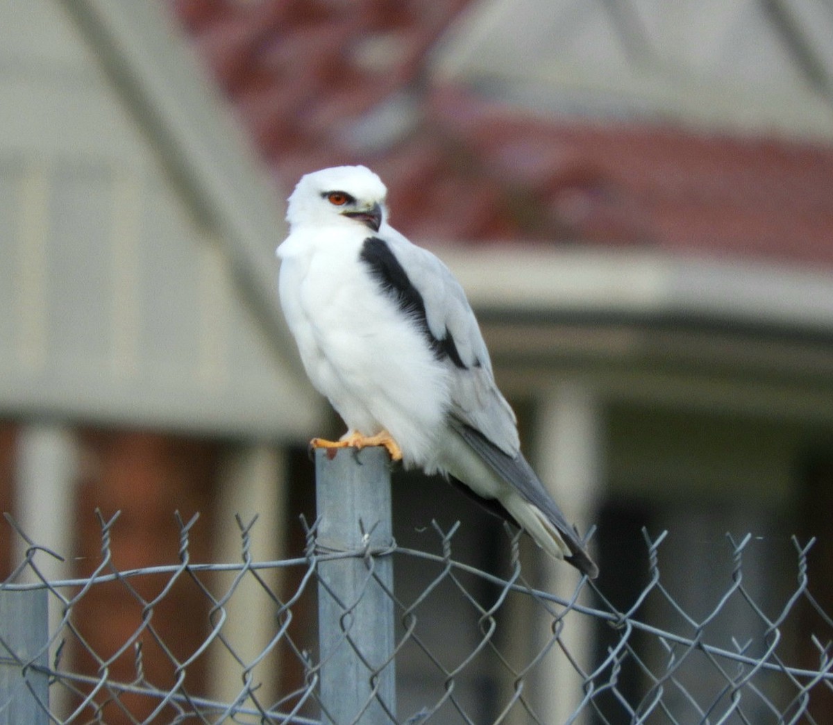 Black-shouldered Kite - ML581732841