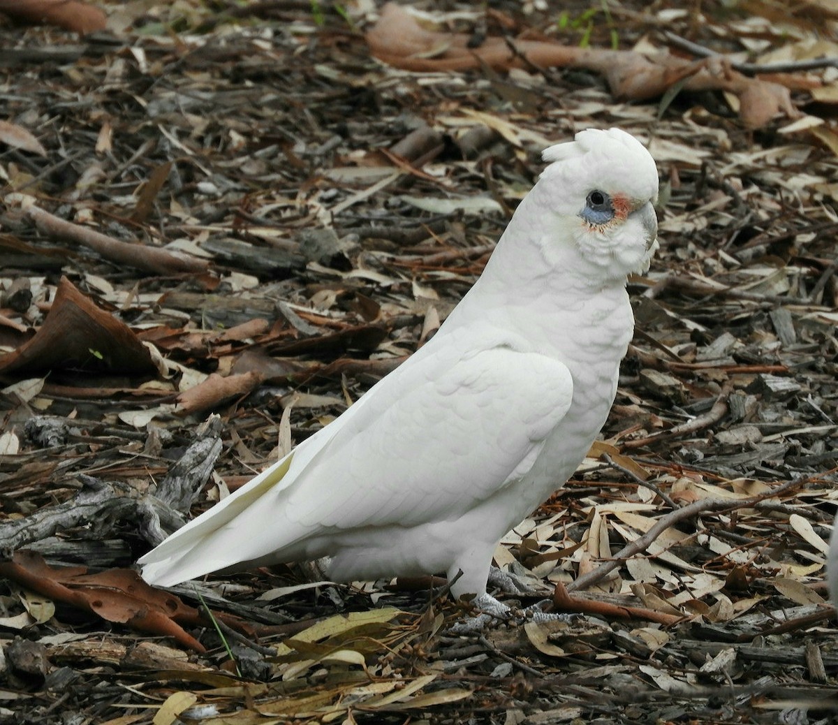 Little Corella - ML581733081