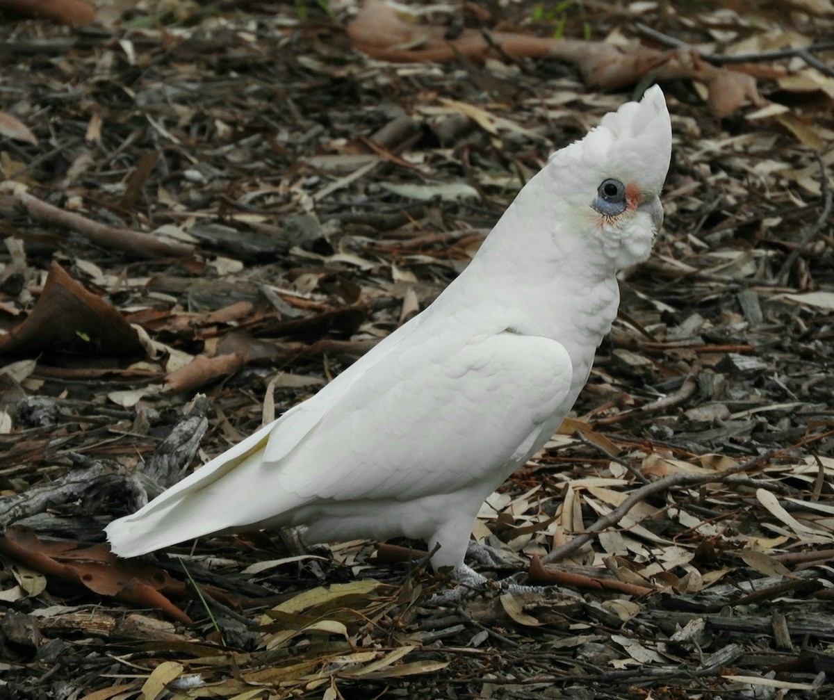 Little Corella - ML581733091