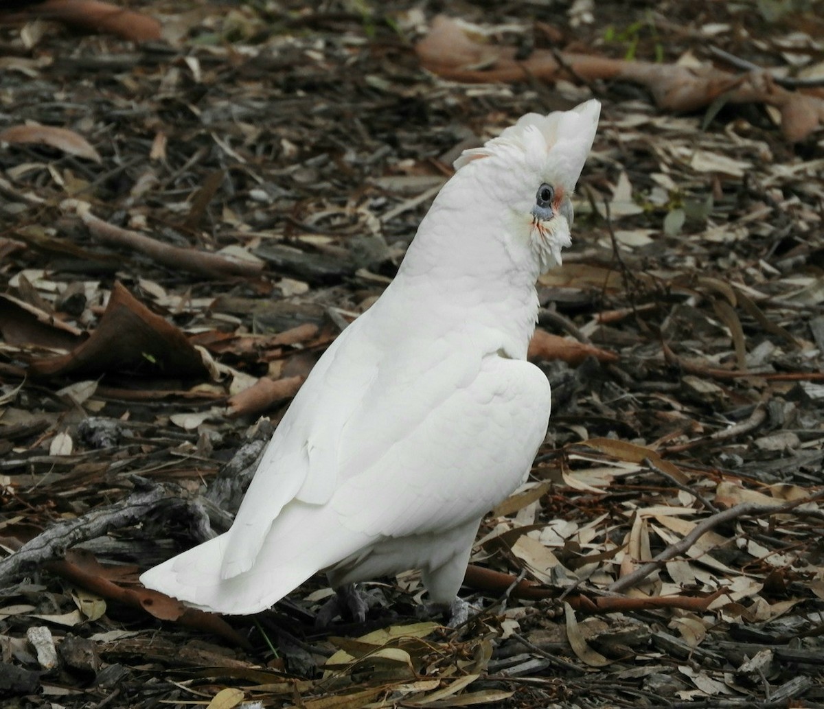 Little Corella - ML581733101