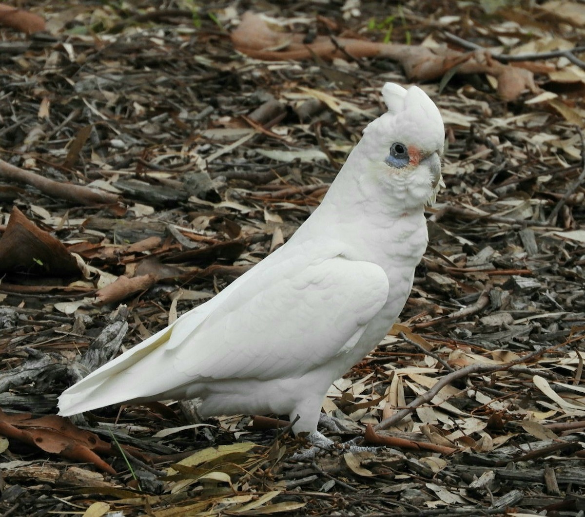 Little Corella - ML581733111