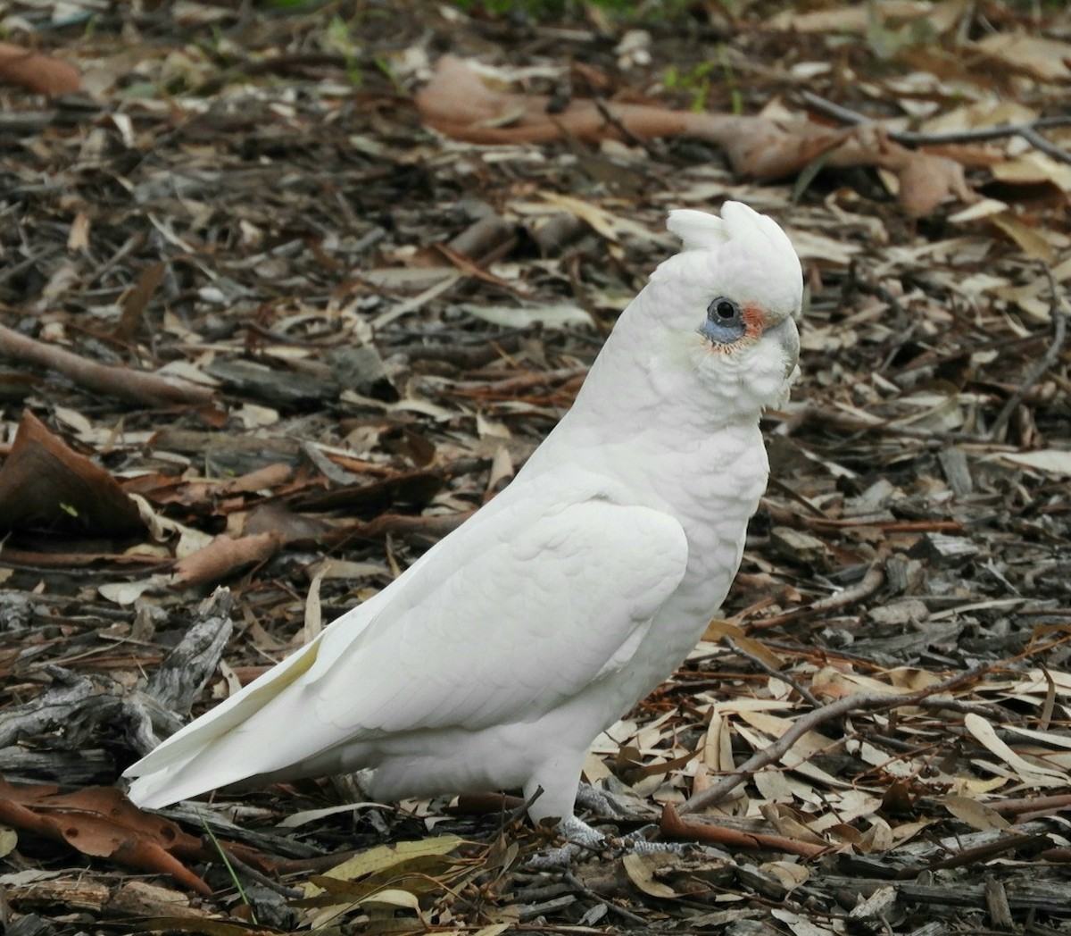 Little Corella - ML581733121