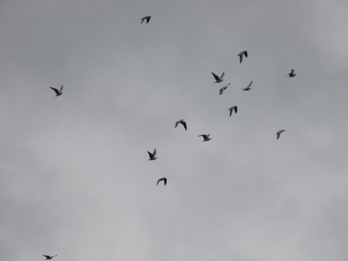 Silver Gull - ML581733671