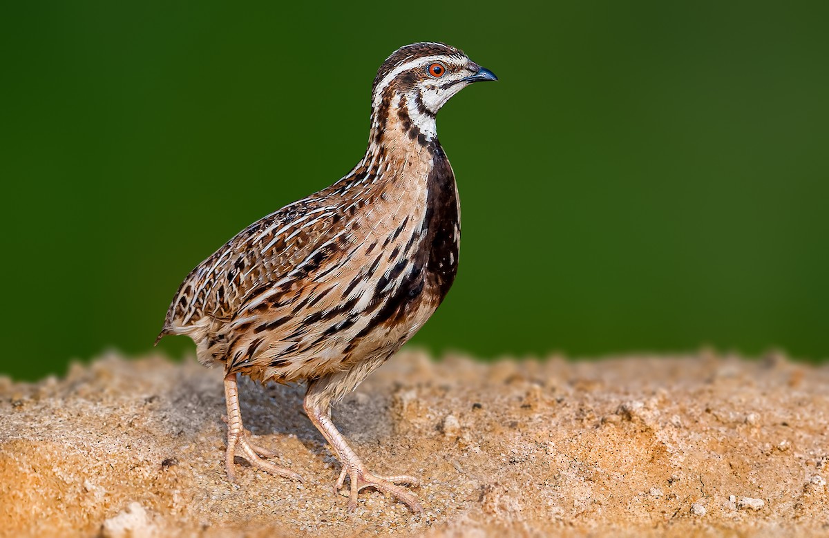 Rain Quail - ML581733721