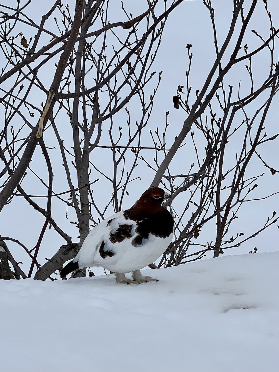 Willow Ptarmigan - ML581733941