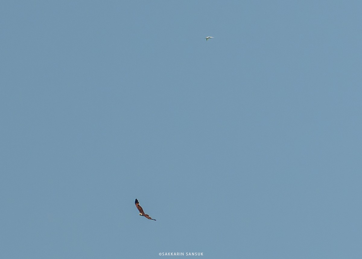 Brahminy Kite - ML581734781