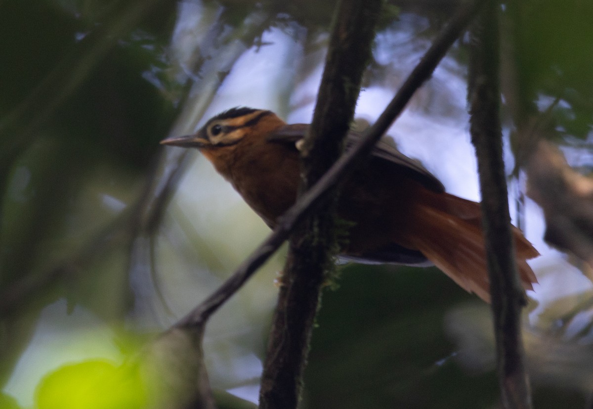 Black-capped Foliage-gleaner - Michael Buckham