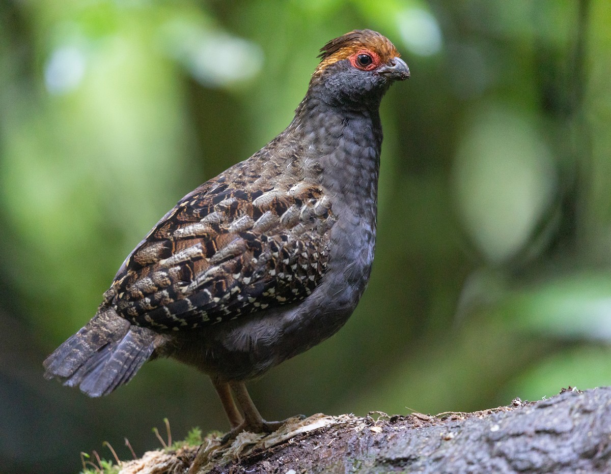 Spot-winged Wood-Quail - ML581735331