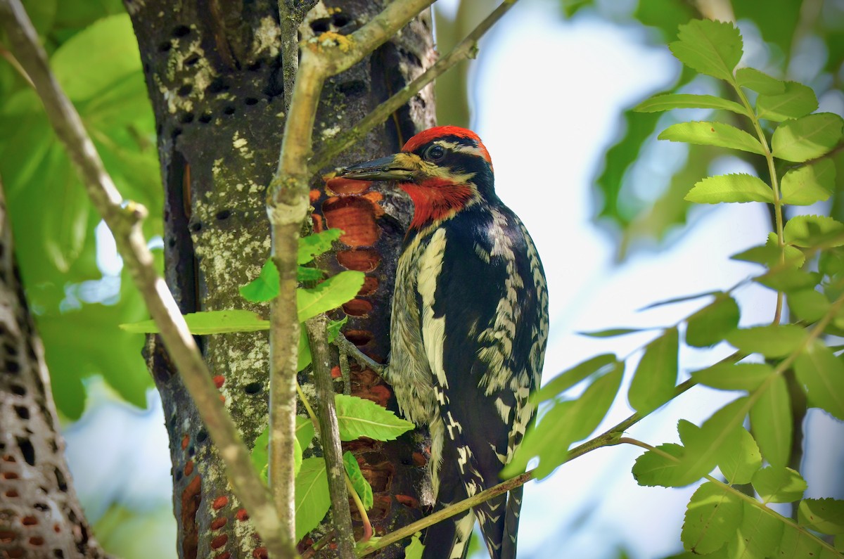 Red-naped Sapsucker - ML581735891